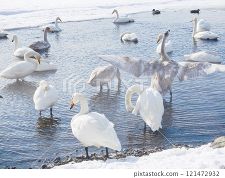 Whooper Swans on Lake Teshikaga, Hokkaido 11 121472932