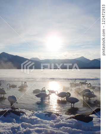 北海道弟子屈湖的大天鵝 12 北海道弟子屈湖的大天鵝 12 121472933