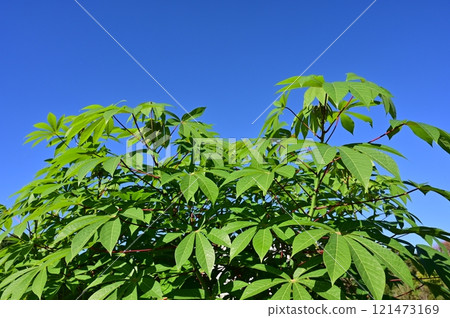 Cassava (Euphorbiaceae) deciduous shrub Cassava (Euphorbiaceae) deciduous shrub 121473169