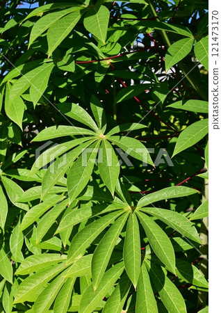 Cassava (Euphorbiaceae) deciduous shrub 121473170