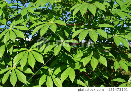 Cassava (Euphorbiaceae) deciduous shrub Cassava (Euphorbiaceae) deciduous shrub 121473191