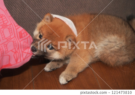 小狗拉動墊子(柴犬) 小狗拉動墊子(柴犬) 121473810