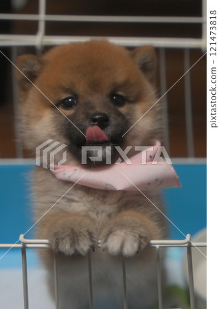 小狗站著(柴犬) 小狗站著(柴犬) 121473818