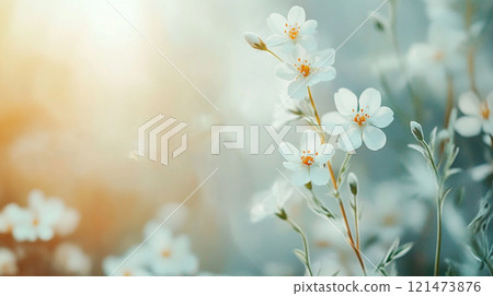 White flowers bathed in the soft morning sun 121473876