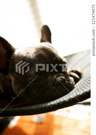 French Bulldog Looking French Bulldog Looking 121474075