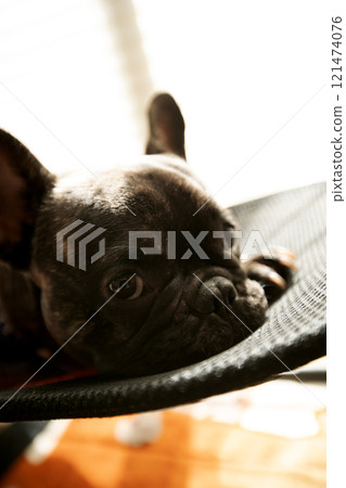 French Bulldog Looking French Bulldog Looking 121474076