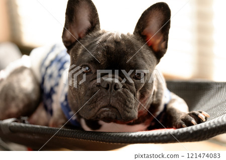 French Bulldog Looking French Bulldog Looking 121474083