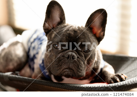 French Bulldog Looking French Bulldog Looking 121474084