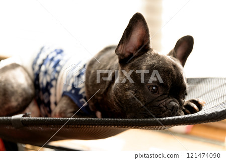 法國鬥牛犬看 法國鬥牛犬看 121474090