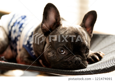 French Bulldog Looking French Bulldog Looking 121474091