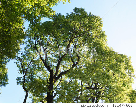 Fresh green trees | Anahachimangu Shrine Fresh green trees | Anahachimangu Shrine 121474603