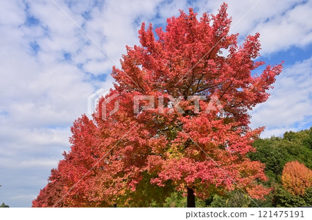 Autumn leaves of Taiwan Sycamore (family: Lycaenidae, genus: Sycamore) 121475191