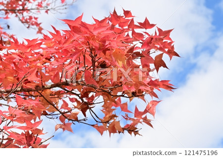 Autumn leaves of Taiwan Sycamore (family: Lycaenidae, genus: Sycamore) Autumn leaves of Taiwan Sycamore (family: Lycaenidae, genus: Sycamore) 121475196