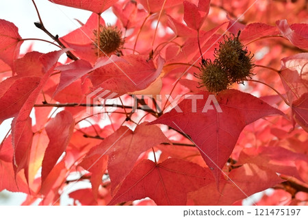 Autumn leaves of Taiwan Sycamore (family: Lycaenidae, genus: Sycamore) Autumn leaves of Taiwan Sycamore (family: Lycaenidae, genus: Sycamore) 121475197