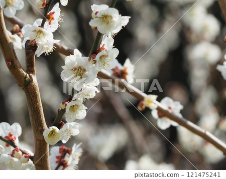 白梅花 121475241