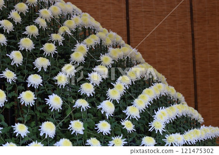 A thousand chrysanthemums blooming, a thousand chrysanthemums, chrysanthemum flowers, ornamental flowers, making a thousand chrysanthemums 121475302