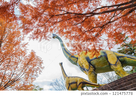 Nonhoi Park, Metasequoia trees turning red in autumn (Toyohashi City, Aichi Prefecture) Nonhoi Park, Metasequoia trees turning red in autumn (Toyohashi City, Aichi Prefecture) 121475778