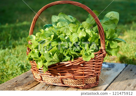 iceberg Lettuce, green leaf lettuce. Salad plant, hydroponic vegetable leaves in the basket. Fresh organic plants grown on a mini farm 121475912