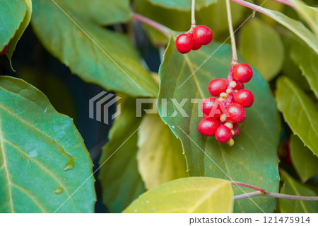 Chinese Magnolia vine, Schisandra chinensis. Branch berries lemongrass. Chinese Magnolia vine, Schisandra chinensis. Branch berries lemongrass. 121475914