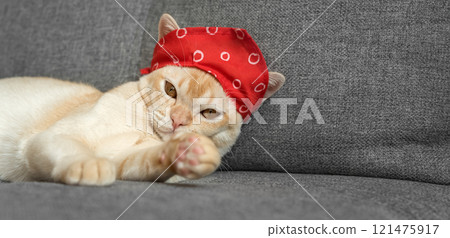 Cream Burmese cat with amber eyes resting on a gray sofa. 121475917