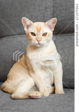 Cream Burmese cat with amber eyes resting on a gray sofa. 121475922