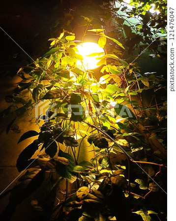 Illuminated foliage plants 121476047