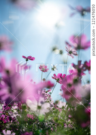 Cosmos in the soft sunlight 121476050