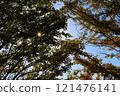 Autumn leaves shining in the autumn sky 121476141
