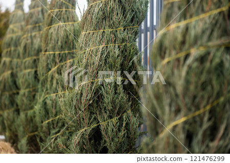 Detailed close-up of wrapped thuja trees secured with yellow twine, showcasing dense green foliage and preparations for winter protection, with a blurred background of similar trees. 121476299