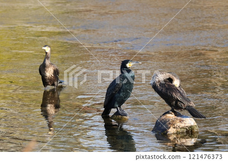 鸕鶿展翅 鸕鶿展翅 121476373