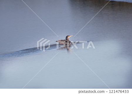 Grebe swimming in the lake , in Mar Chiquita , Buenos Aires province  , Argentina 121476433
