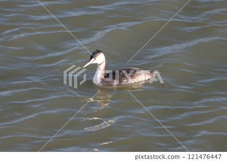 Red-eyed Crested Grebe 121476447