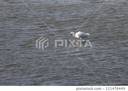 Black-faced Spoonbill drinking water 121476449