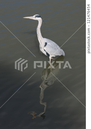 Ao-sama reflected on the surface of the water Ao-sama reflected on the surface of the water 121476454