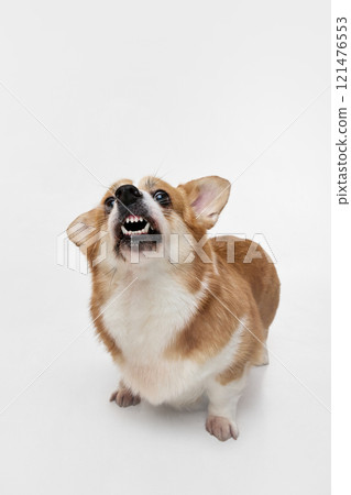 Dynamic photo of young, purebred dog catching food in motion, funny opening mouth against white studio background. 121476553