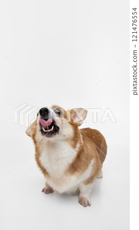 Wide angle view portrait of purebred funny young Corgi dog with tongue out ready to eat delicious food. Dog posing against white background. Wide angle view portrait of purebred funny young Corgi dog with tongue out ready to eat delicious food. Dog posing against white background. 121476554