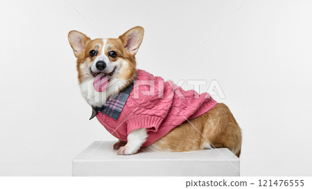Purebred, funny young pet, sitting dressed stylish warm sweater and looking friendly at camera with tongue out. Purebred, funny young pet, sitting dressed stylish warm sweater and looking friendly at camera with tongue out. 121476555