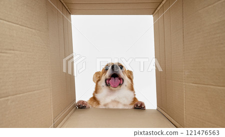 Dog peeks out of cardboard box with its mouth wide open and tongue out. Its front paws rest on edge of box, expression excited. 121476563