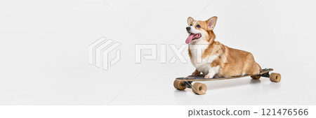 Banner. Purebred dog balances on skateboard, front legs leaning forward, tongue visible, head turned with curiosity, against white studio background. 121476566