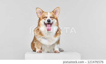 Corgi sits on white box against light gray studio background. Eyes closed in contentment. Tongue lolls playfully. 121476576