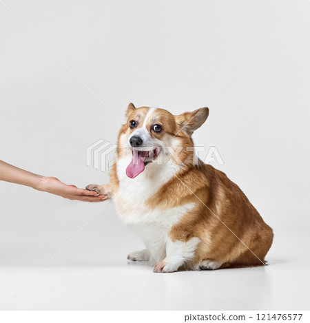 Brown and white corgi dog sits against white studio background, offering paw to outstretched hand with friendly, eager expression. 121476577