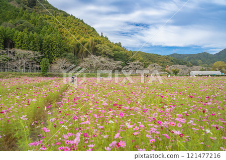 Landscape of cosmos fields, mountains and clouds in Fujieda City (Shizuoka Prefecture) Landscape of cosmos fields, mountains and clouds in Fujieda City (Shizuoka Prefecture) 121477216