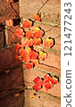 Autumn leaves of ivy 121477243