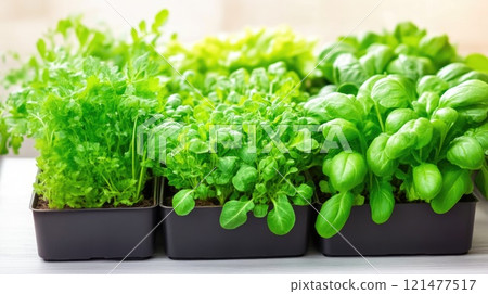 Rows of fresh herbs and vegetables in a futuristic farm Rows of fresh herbs and vegetables in a futuristic farm 121477517