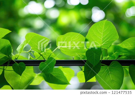 Indoor Vine Plant Under Cool Fluorescent Lights 121477535