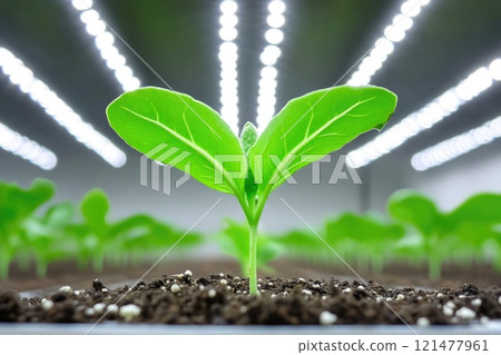 Seedling in hydroponics with illuminated environment 121477961