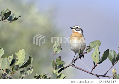 Whinchat - Saxicola rubetra, Greece Whinchat - Saxicola rubetra, Greece 121478147