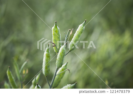 Rapeseed field in the countryside. Yellow flowers Rapeseed field in the countryside. Yellow flowers 121478379