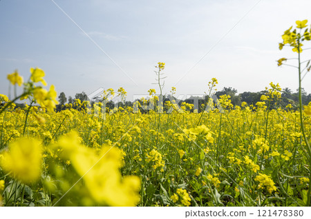 Rapeseed field in the countryside. Yellow flowers 121478380