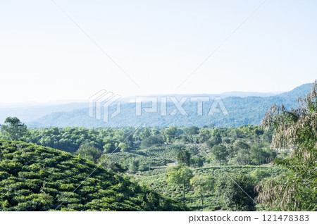 Tea plantation at jaflong Bangladesh Tea plantation at jaflong Bangladesh 121478383